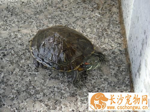 乌龟中耳炎 环境温度应保持在25℃以上