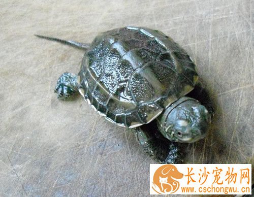 乌龟断爪 乌龟断爪的症状及治疗方法