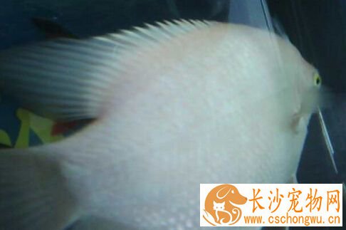 招财鱼身上有白毛 这是水霉病的症状