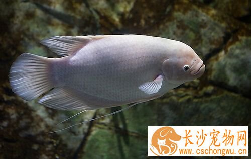 招财鱼尾巴烂了怎么治 定时换水很重要