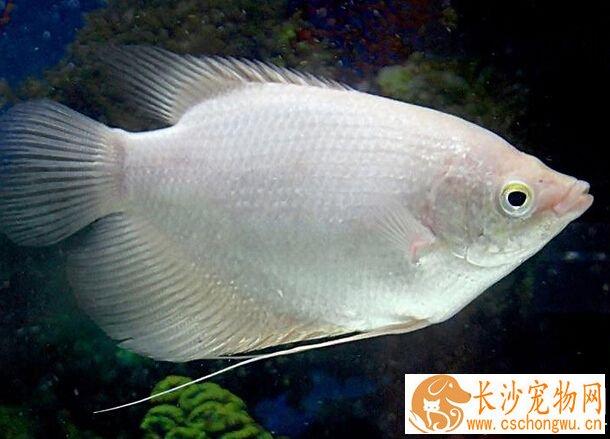 招财鱼病防治 带你了解招财鱼的常见病