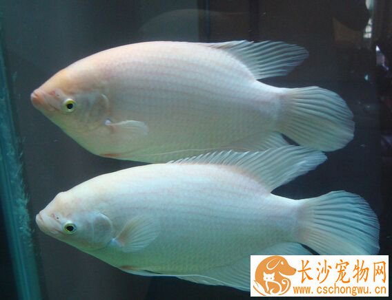 招财鱼红斑怎么治 其红斑治疗技巧分享