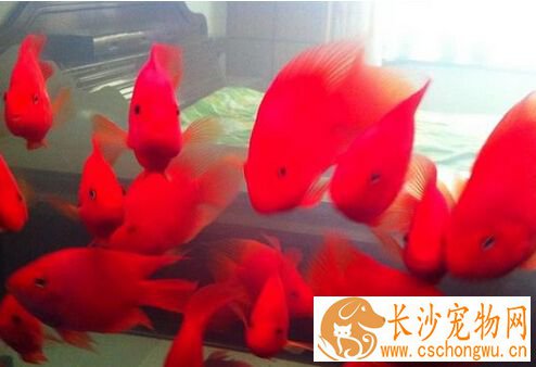 财神鱼身上烂了怎么办 一定要及时治疗