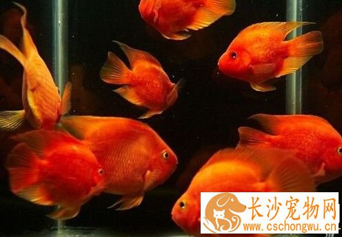 财神鱼嘴肿 财神鱼嘴肿的预防治疗方法