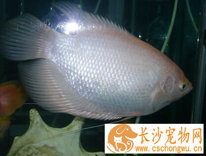 招财鱼跳缸 招财鱼跳缸这是缺氧的表现