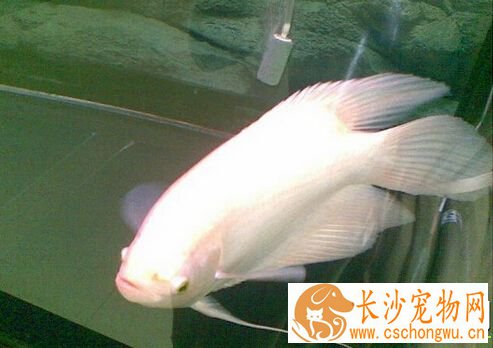 招财鱼身上红肿 主要是由光照不足导致