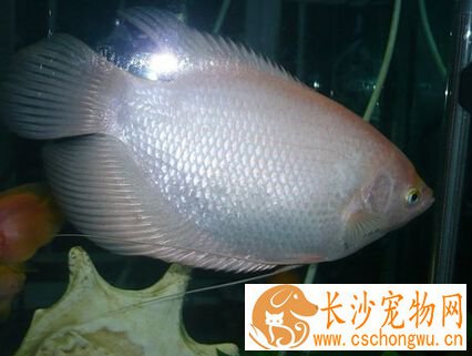 招财鱼烂尾怎么办 带你了解招财鱼的烂尾