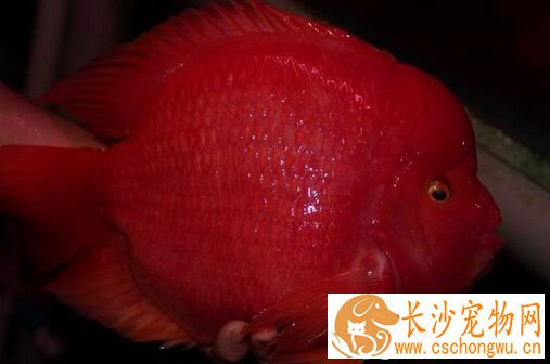 财神鱼身上有白点 这是白点病导致的