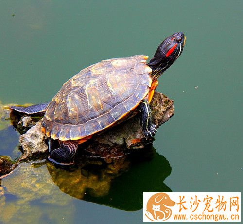 乌龟毛霉病 用0.2%浓度高锰酸钾水浸泡10分钟