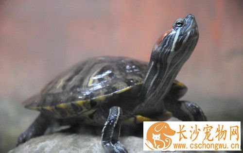 乌龟烂甲病 最好在饲料中添加甲砜霉素片