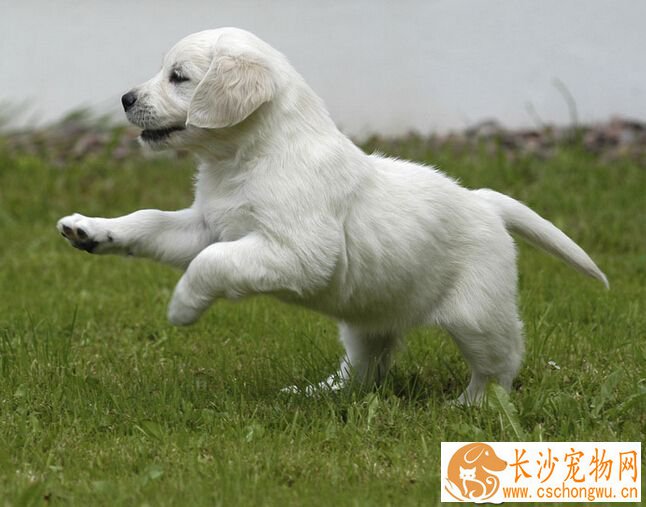 狗吃多了会怎么样 首先需要的是禁食一天