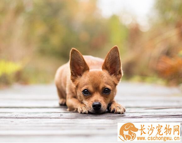 狗会得什么病 狗狗的几种常见病介绍