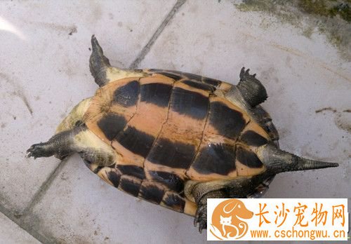 乌龟肺炎病 清理时箱内外温度要一致