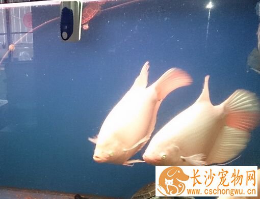招财鱼烂肉怎么治 招财鱼烂肉的防治