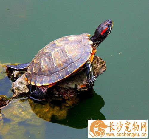 乌龟的脂肪肝性肝炎 绝不投喂变质隔餐