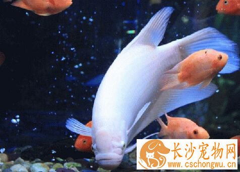 招财鱼眼睛发白 蒙眼病的治疗方法详解