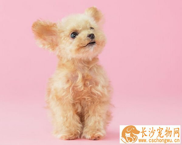 狗可以吃肠虫清 效果不加且还有副作用