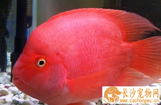 财神鱼烂尾 财神鱼烂尾的治疗方法详解