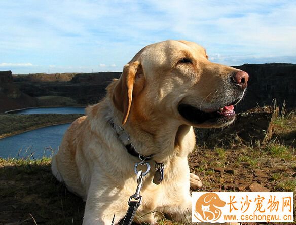 狗狗总咬自己尾巴 可能是自身无聊导致的