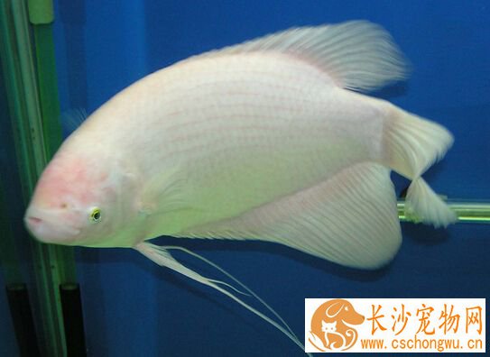 招财鱼烂尾巴怎么办 主要是由水质引起
