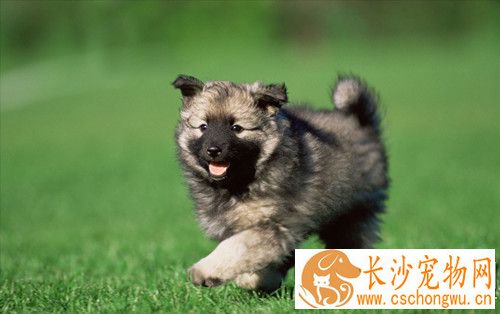 犬瘟热怎么治疗 对犬舍运动场应以各种消毒药