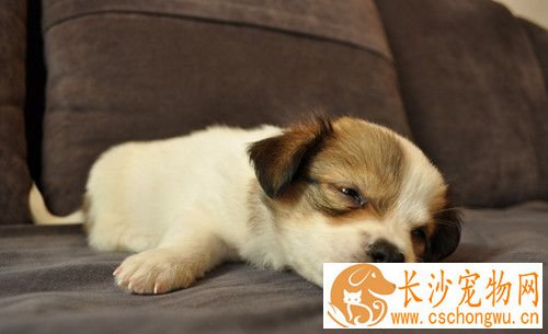 狂犬病发作的症状 对刚被咬伤的犬要及时治疗