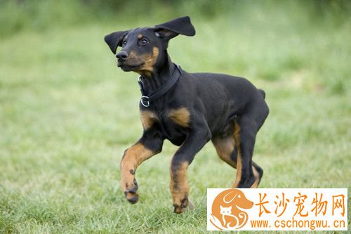 犬细小病毒治疗方法 此病的流行无明显季节性