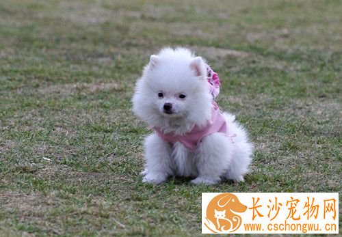 犬传染性肝炎传染人吗 初期症状与犬瘟热相似
