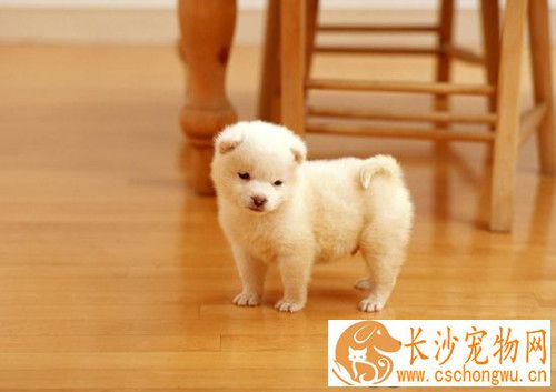 犬冠状病毒的治疗 本病多发于寒冷的冬季
