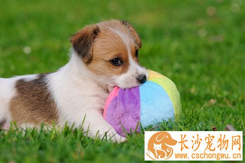 伪狂犬病的治疗方法 猪和鼠是最重要的传染源