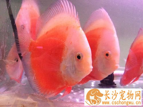 鱼的斜管虫病 可用高锰酸钾或食盐来治疗