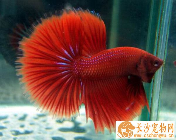 怎么使用甲醛治鱼病 可以治丽鱼科鱼水霉病