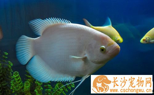 怎么使用漂白粉治鱼病 漂白粉还可用于清缸