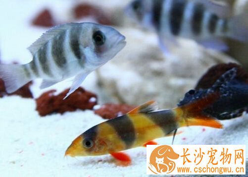 三间鼠白点 三间鼠白点病的治疗方法详解