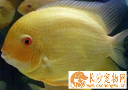 金菠萝鱼疾病 带你了解金菠萝的疾病