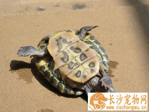 乌龟眼睛肿了睁不开 眼睛是否有白肿的现象