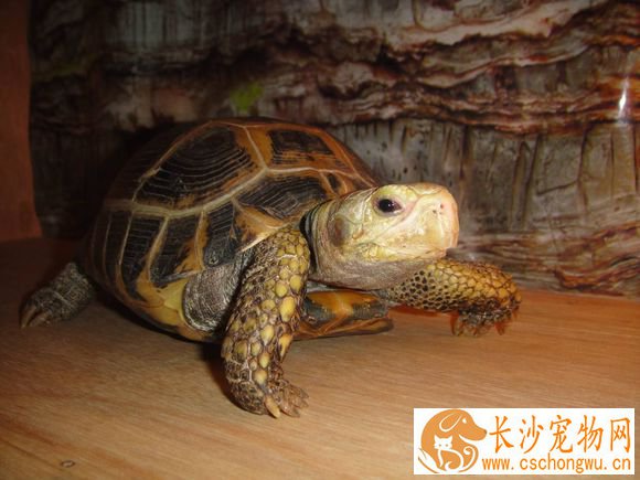 乌龟生病了怎么办 严禁投喂腐烂变质的食物