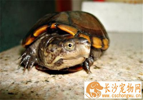 乌龟皮肤溃烂 可以用双氧水做消毒处理