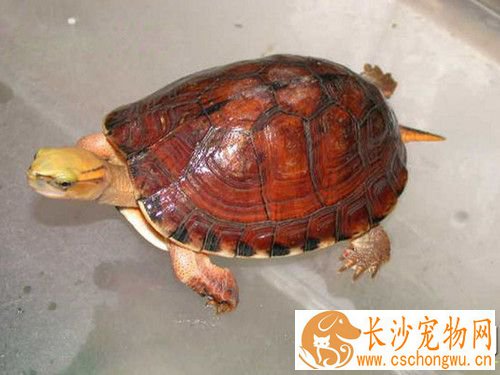 乌龟蜕皮怎么回事 能够促进甲壳进行脱皮