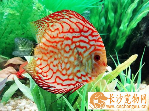 七彩神仙鱼指环虫病 不交叉使用鱼具可预防