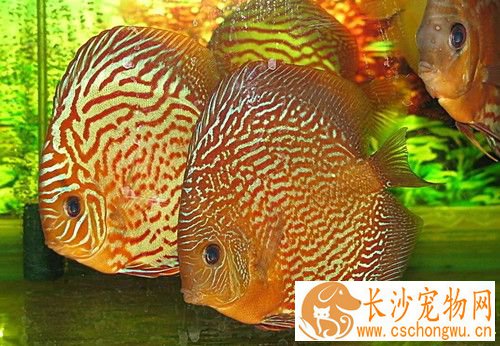 七彩神仙鱼细菌性肠炎病 连喂4-6日土霉素药
