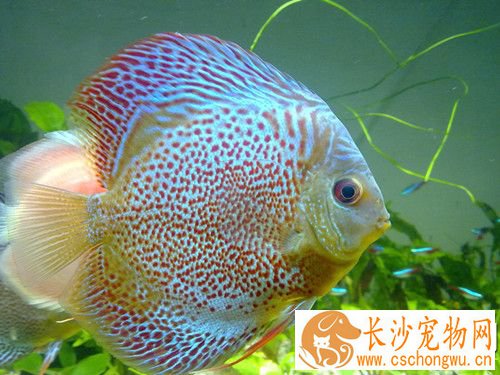 七彩神仙鱼眼球突出症 因六鞭毛虫的寄生引起