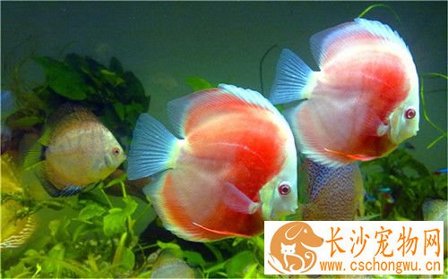 七彩神仙鱼头洞病 用硫酸铜溶液浸浴15-30分钟