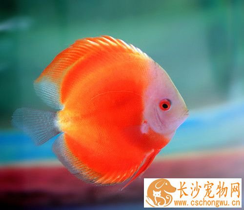 七彩神仙鱼的黑死病 每日1次服用制霉菌素