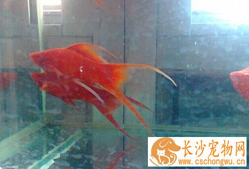 红剑鱼白点病 白点病的治疗方法详解