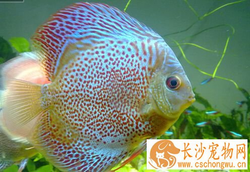 七彩神仙鱼白点 不建议直接采用药物治疗