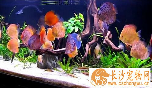 七彩神仙鱼治疗 不同病症不同治疗方法