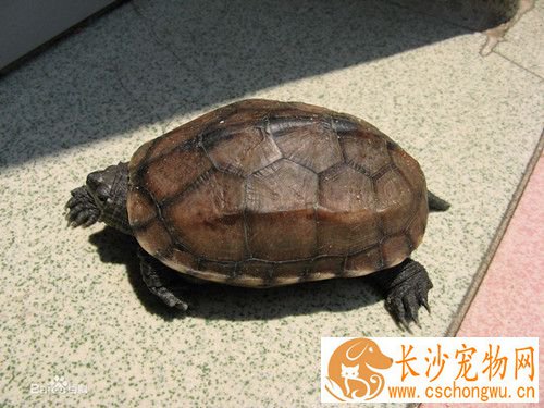 乌龟得白眼病怎么治 可用抗生素眼药水