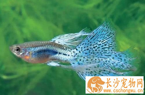 怎么防止热带鱼短命 冬季水温最好在18~19℃