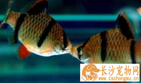 虎皮鱼白点病 只需提高水温就可以了
